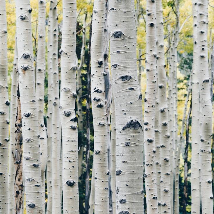 National parks landscape